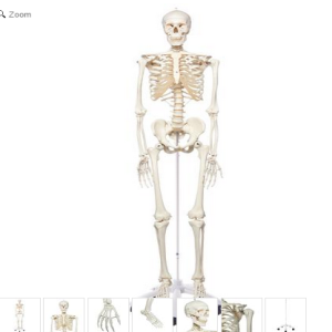 Mô hình bộ xương người - 3B